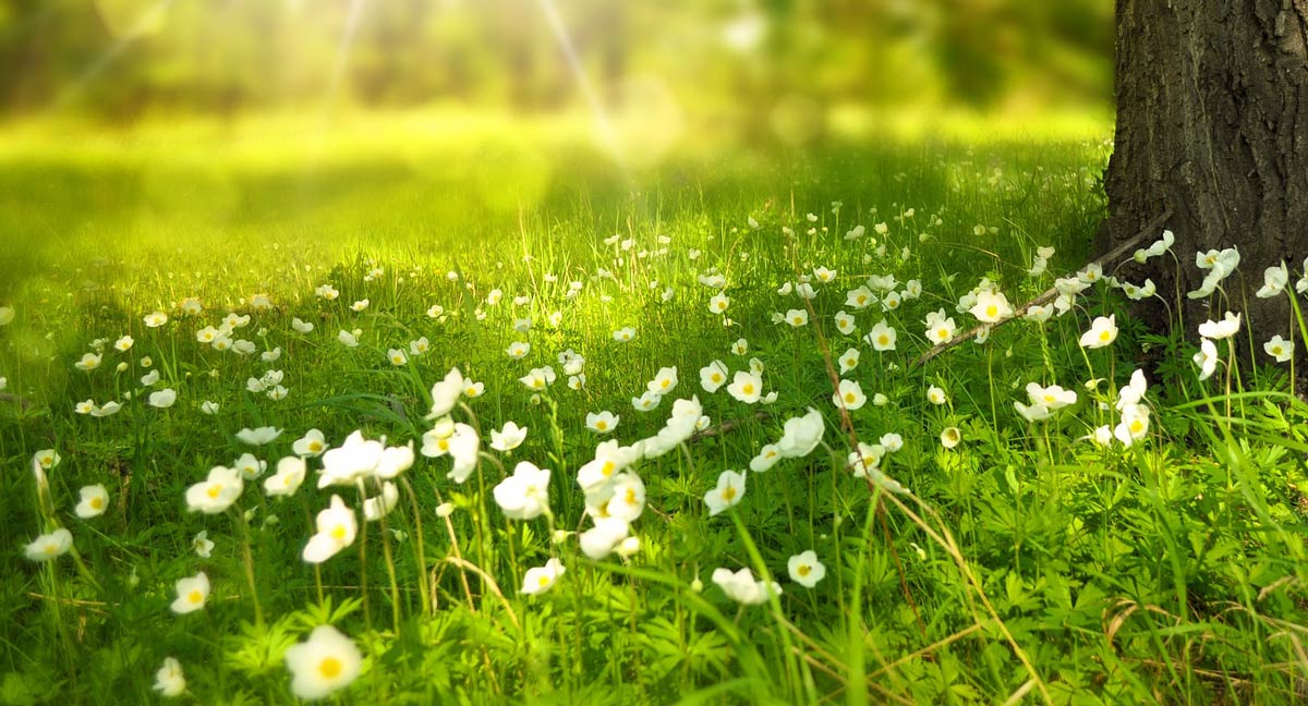 spring-276014_small2