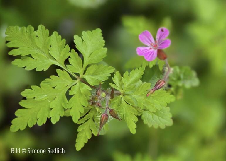 geranium_bluete_home_kasten-Kopie.jpg