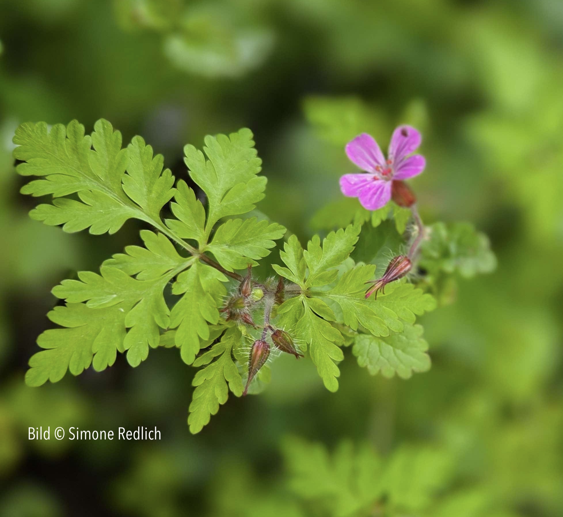 geranium_bluete_home_kasten Kopie
