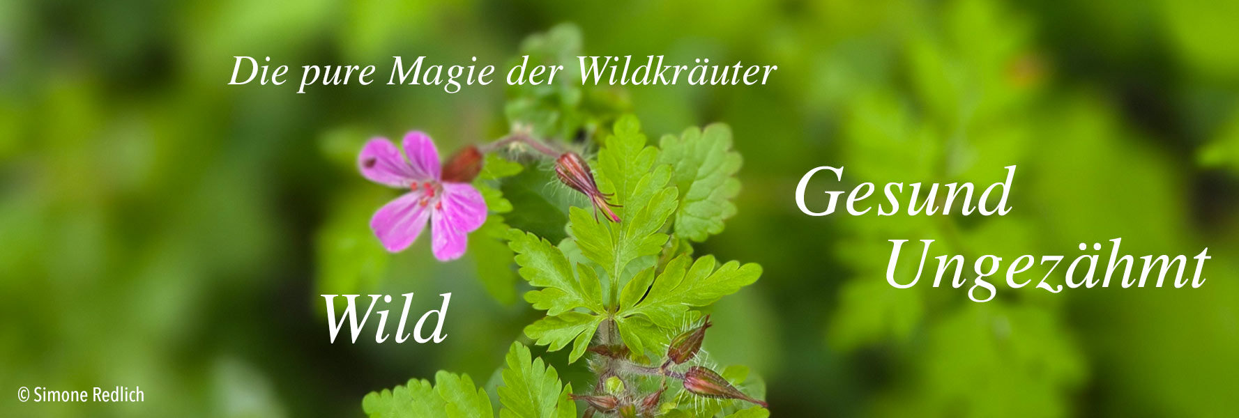 Die pure Magie der Wildkräuter